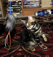 Leslie's Mowgli at 14 weeks old.  